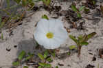 Beach morning-glory